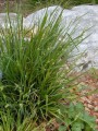 CAREX BLANDA | Dewey