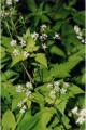 OSMORHIZA CLAYTONII| Sweet Cicely