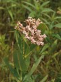 ASCLEPIAS SULLIVANTII | Prairie Milkweed
