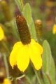 RATIBIDA COLUMNIFERA | Long headed Coneflower