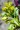 SOLIDAGO RIDDELLII | Riddell's Goldenrod
