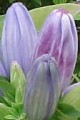 GENTIANA ANDREWSII | Bottle Gentian