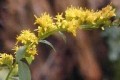 SOLIDAGO ULMIFOLIA | Elm-leaved Goldenrod