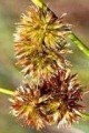 JUNCUS TORREYI | Torrey's Rush