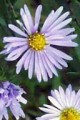 ASTER AZUREUS | Sky Blue Aster