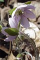 HEPATICA ACUTILOBA | Hepatica