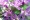 ALLIUM STELLATUM | Prairie Onion