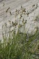 CAREX BEBBII | Bebb's Sedge