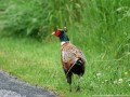 Pheasant's Forever CRP Mix