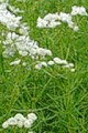 PYCNANTHEMUM VIRGINIANUM | Mountain Mint
