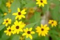 RUDBECKIA TRILOBA | Browneyed Susan