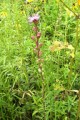 LIATRIS ASPERA | Rough Blazingstar