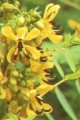 CASSIA MARILANDICA | Maryland Senna