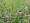 Grand Meadow Mix includes perennial wildflowers and prairie grasses