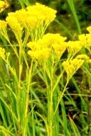 SOLIDAGO OHIENSIS | Ohio Goldenrod