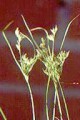 JUNCUS TENUIS | Path Rush