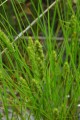CAREX VULPINODEA | Fox Sedge