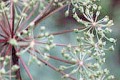 ANGELICA ATROPURPUREA | Angelica
