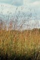 ANDROPOGON GERARDI | Big Blue Stem