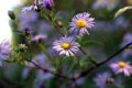ASTER PUNICEUS | Swamp Aster