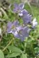 POLEMONIUM REPTANS | Jacob's Ladder