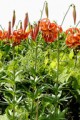LILIUM MICHIGANENSE | Turk's Cap Lily
