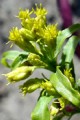 SOLIDAGO RIDDELLII | Riddell's Goldenrod