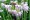 Allium Cernuum | Nodding Onion