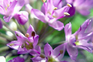 ALLIUM STELLATUM | Prairie Onion