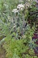 CICUTA MACULATA | Water Hemlock