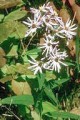 ASTER  SHORTII | Short's Aster