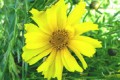 COREOPSIS LANCEOLATA | Lanceleaf Coreopsis