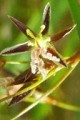 JUNCUS BALTICUS | Baltic Rush