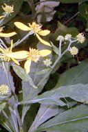 ACTINOMERIS ALTERIFOLIA | Wingstem