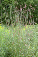 ANDROPOGON GERARDI | Big Blue Stem