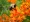 Pollinator Plant Kit