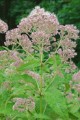 EUPATORIUM MACULATUM | Joe Pye Weed