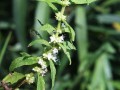 Water Horehound - Lycopus Americanus