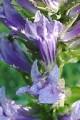 LOBELIA SIPHILITICA | Great Blue Lobelia