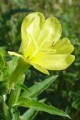 OENOTHERA BIENNIS | Evening Primrose