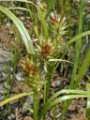 CAREX LUPULINA | Hop Sedge