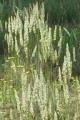 KOELERIA CRISTATA | June Grass