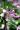 ALLIUM STELLATUM | Prairie Onion