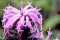 LIATRIS SQUARROSA | Scaly Blazingstar