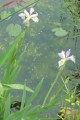 Blue Flag Iris