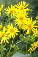 Cup Plant Silphium perforliatum Cup Plant Silphum perforliatum available at Ion Exchange