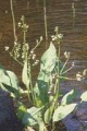 ALISMA PLANTAGO-AQUATICA | Water Plantain