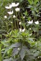 ANEMONE VIRGINIANA | Tall Thimbleweed