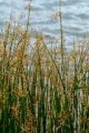 SCIRPUS ACUTUS | Hard Stem Bulrush
