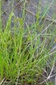 JUNCUS DUDLEYI | Dudley's Rush